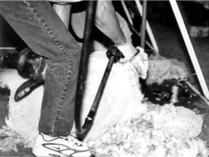 Shearing Sheep